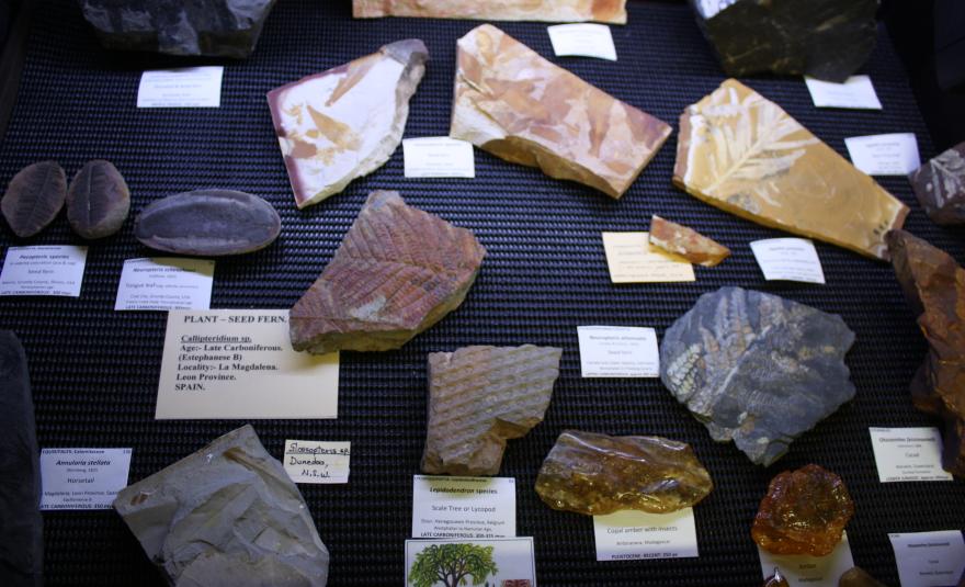 Fossils in Inala Nature Museum