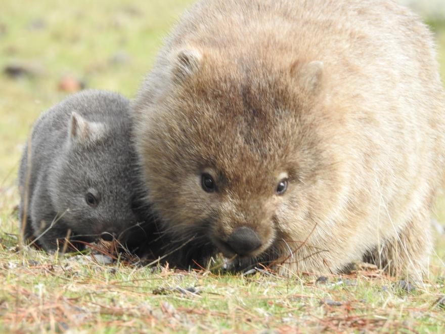 Wombat - Cat Davidson