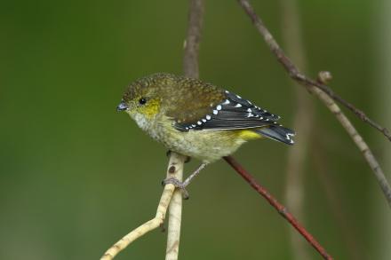 Forty-spotted Pardalote - Adam Riley