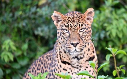 Leopard by W. Wachira.